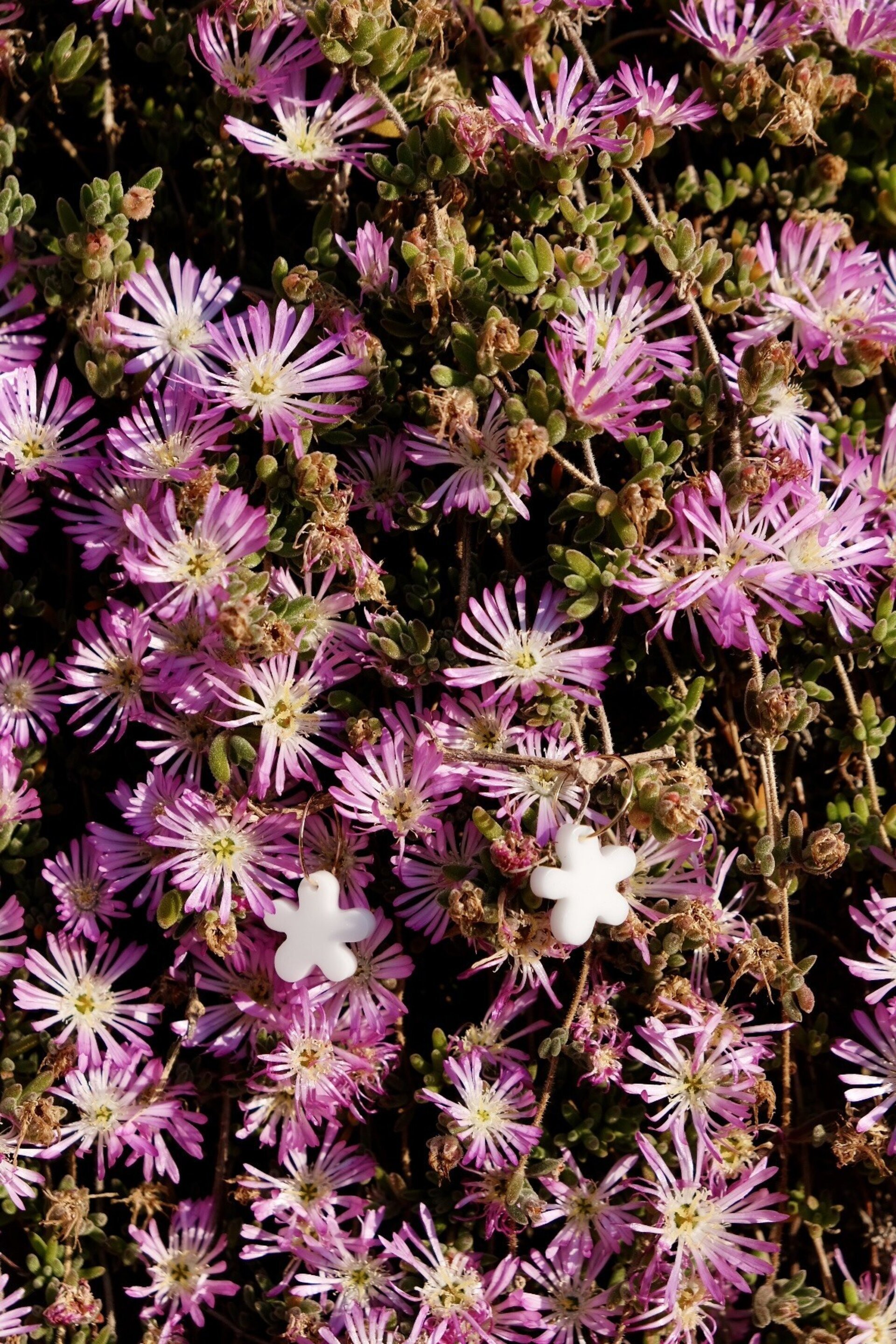 Vinca - 2